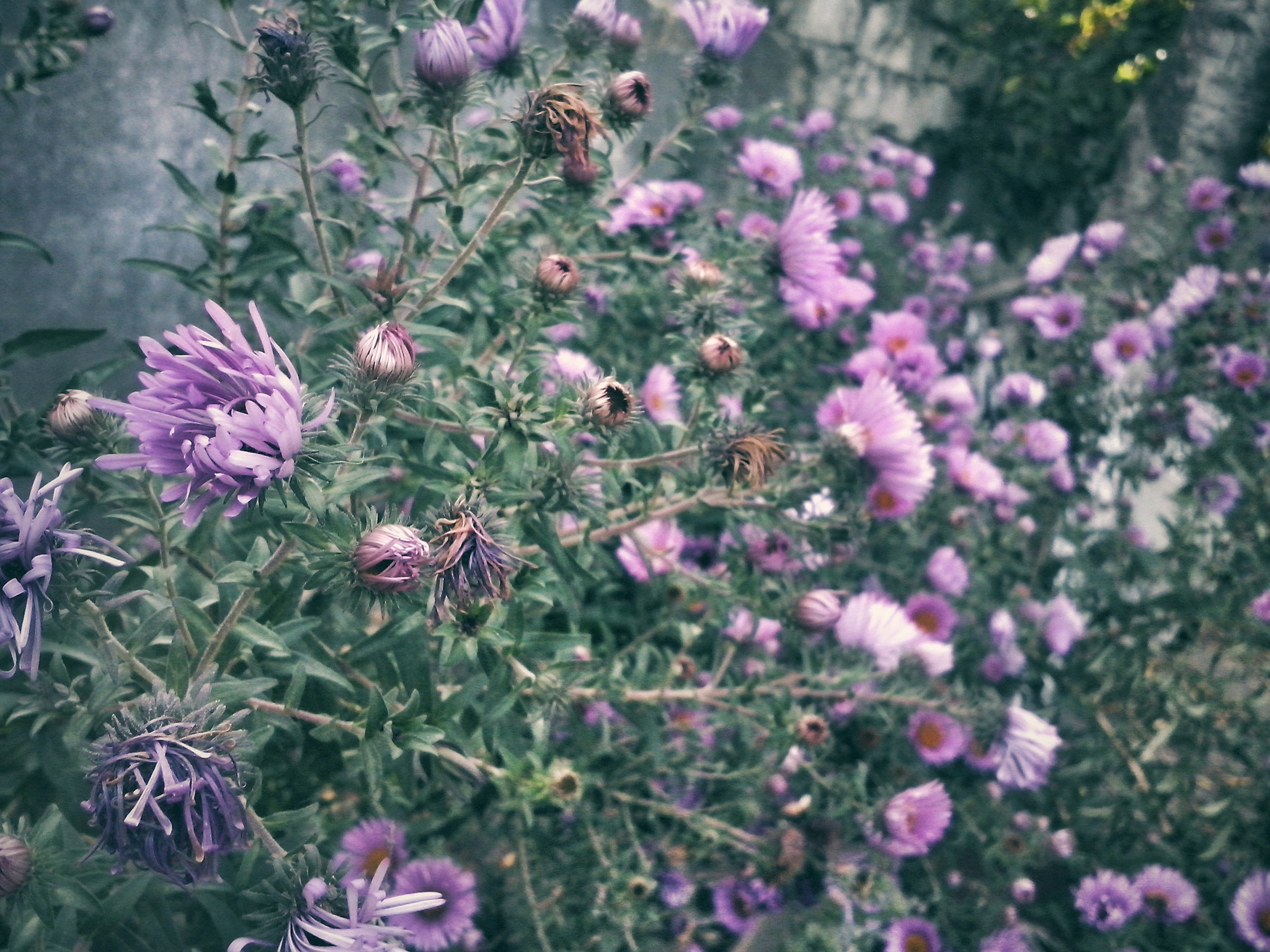LG OPTIMUS L5 II sample photo. ~ photography