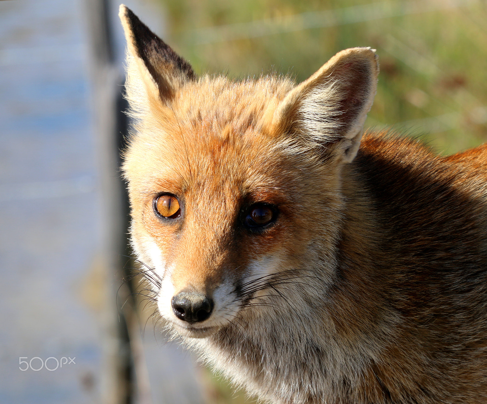 Canon EF 70-200mm F2.8L USM sample photo. Fox photography