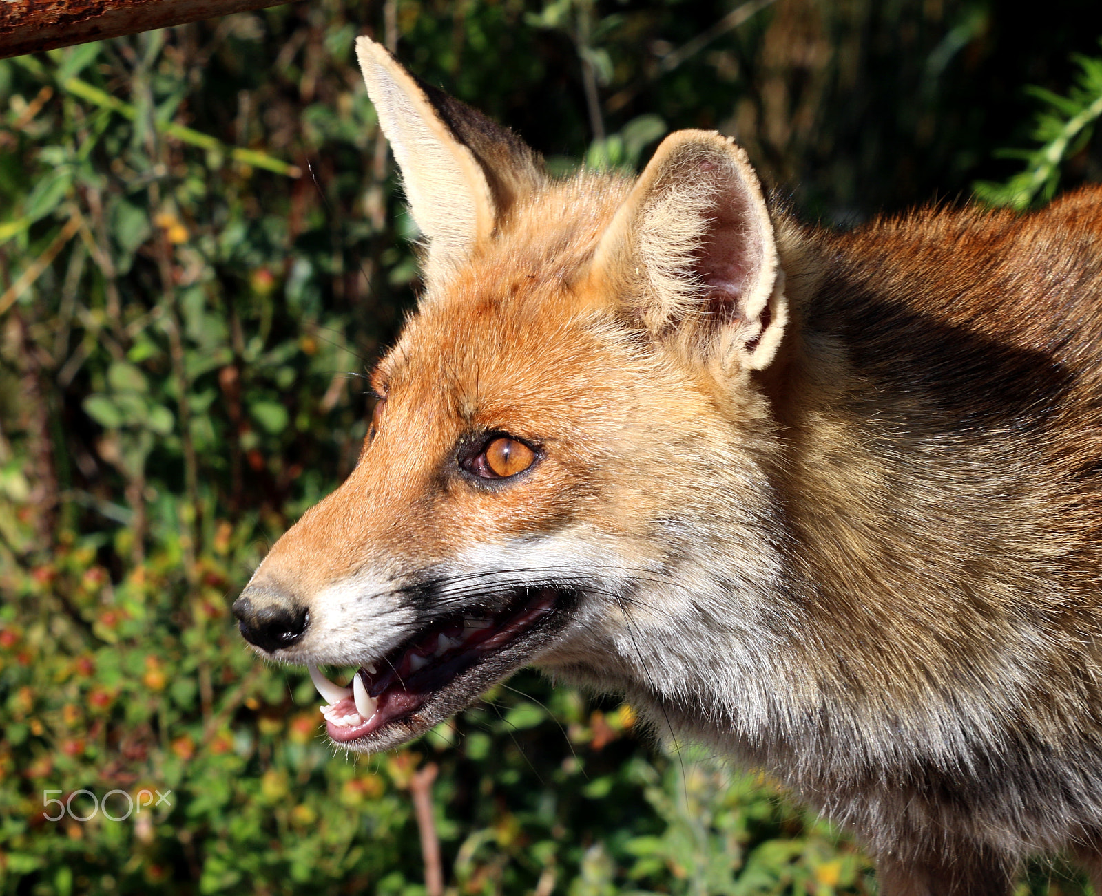 Canon EF 70-200mm F2.8L USM sample photo. Fox photography