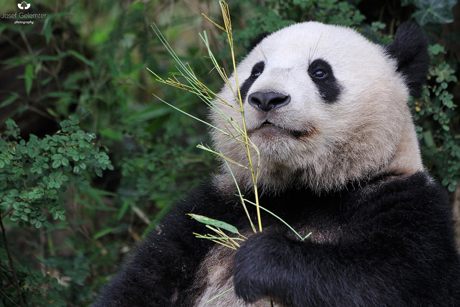 Nikon D3S sample photo. Panda bamboo portrait photography