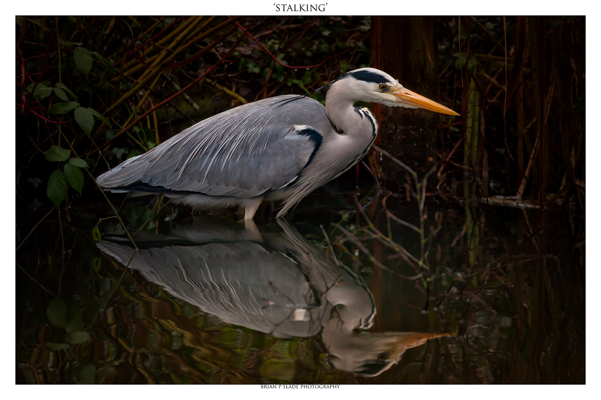 Sigma 150-600mm F5-6.3 DG OS HSM | C sample photo. Stalking photography