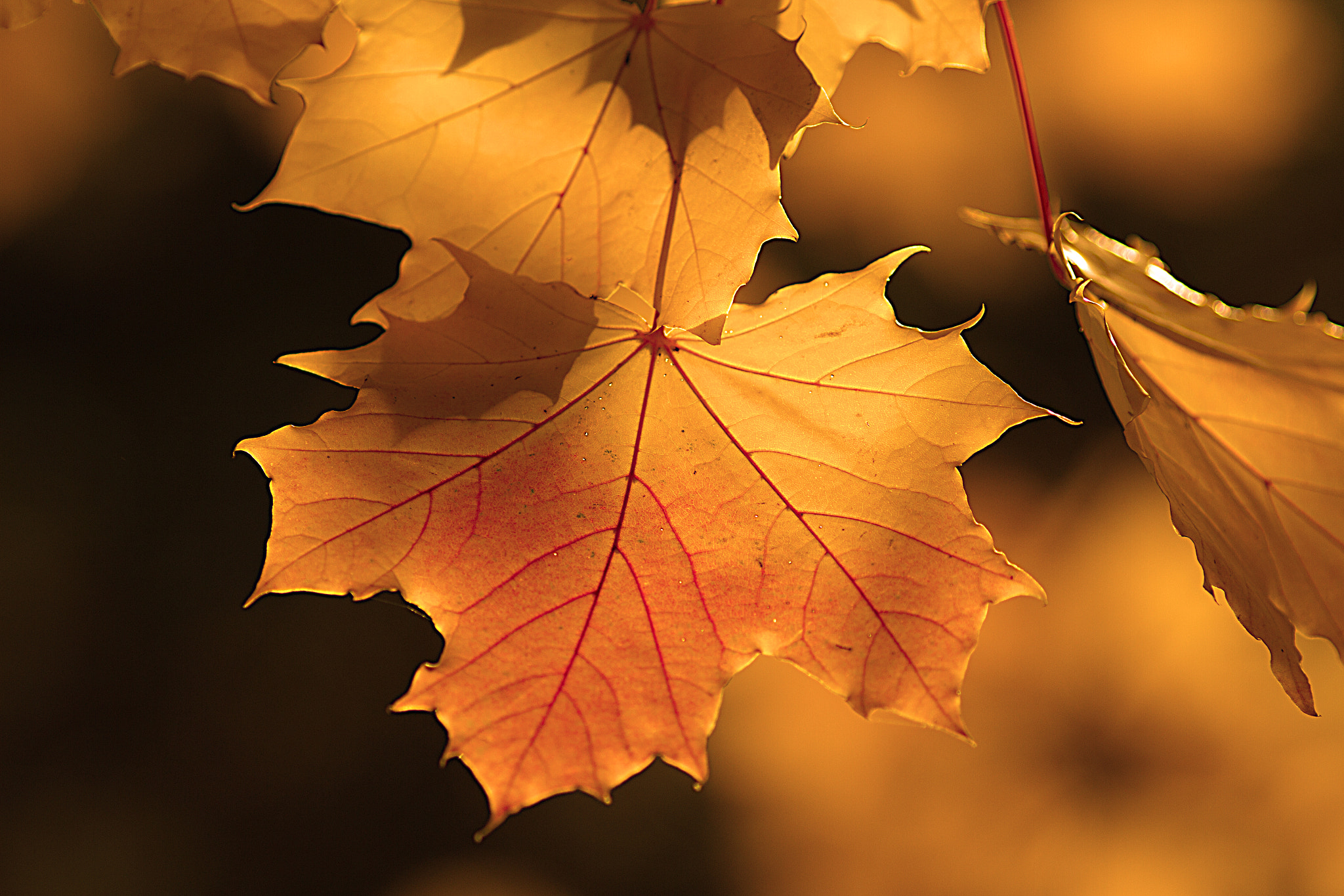 Canon EOS 7D + Canon EF 200mm F2.8L II USM sample photo. Herbstblätter im abendlicht photography