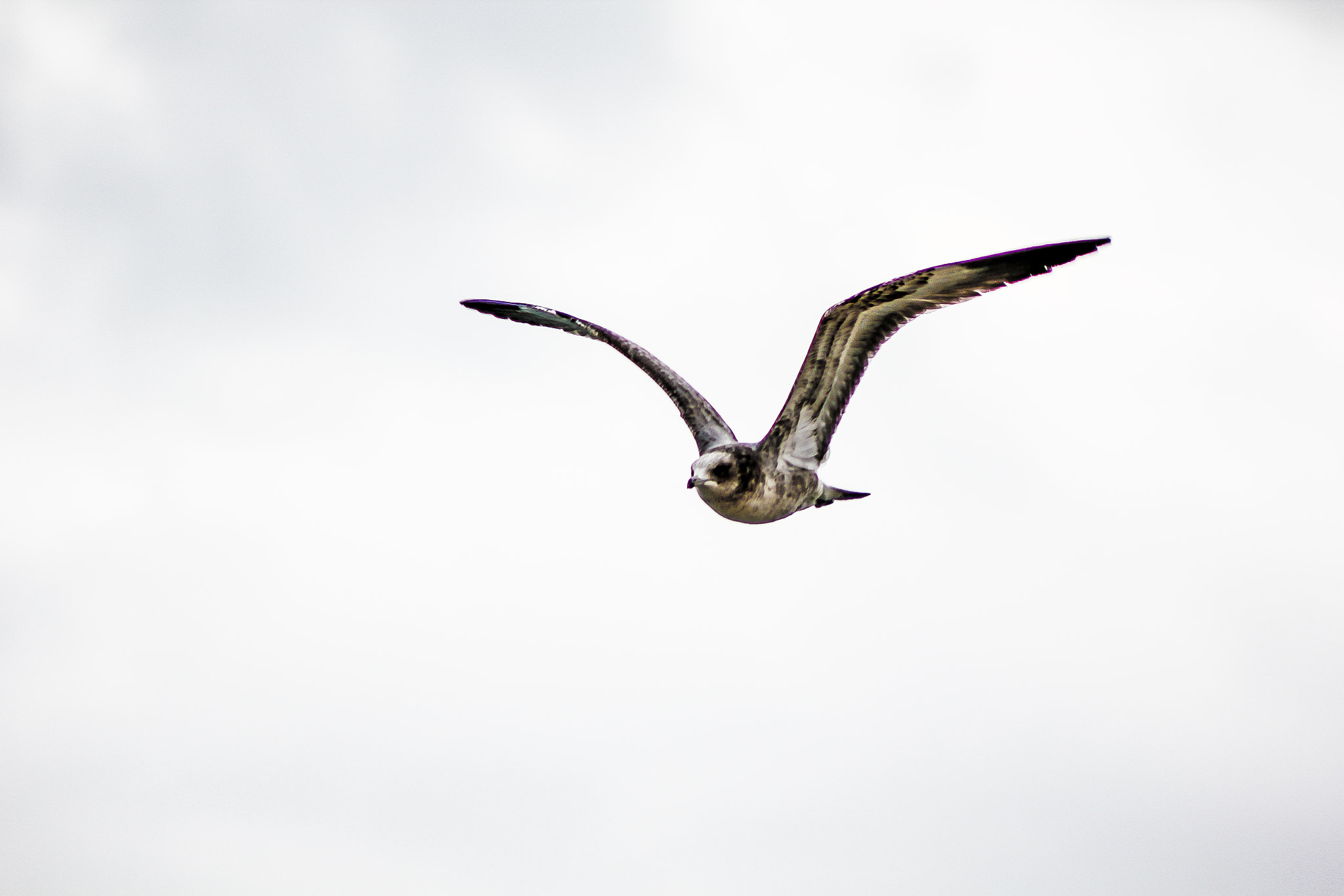 Canon EOS 550D (EOS Rebel T2i / EOS Kiss X4) sample photo. Soaring height photography