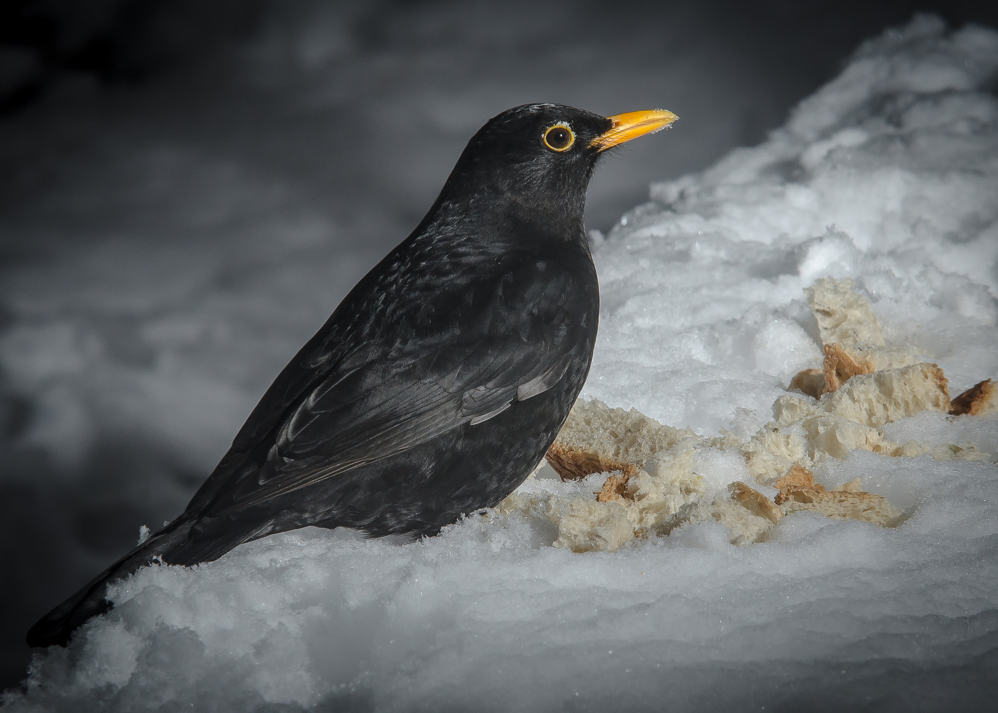 Nikon D7000 + Sigma 70-210mm F2.8 APO sample photo. Just a blackbird photography