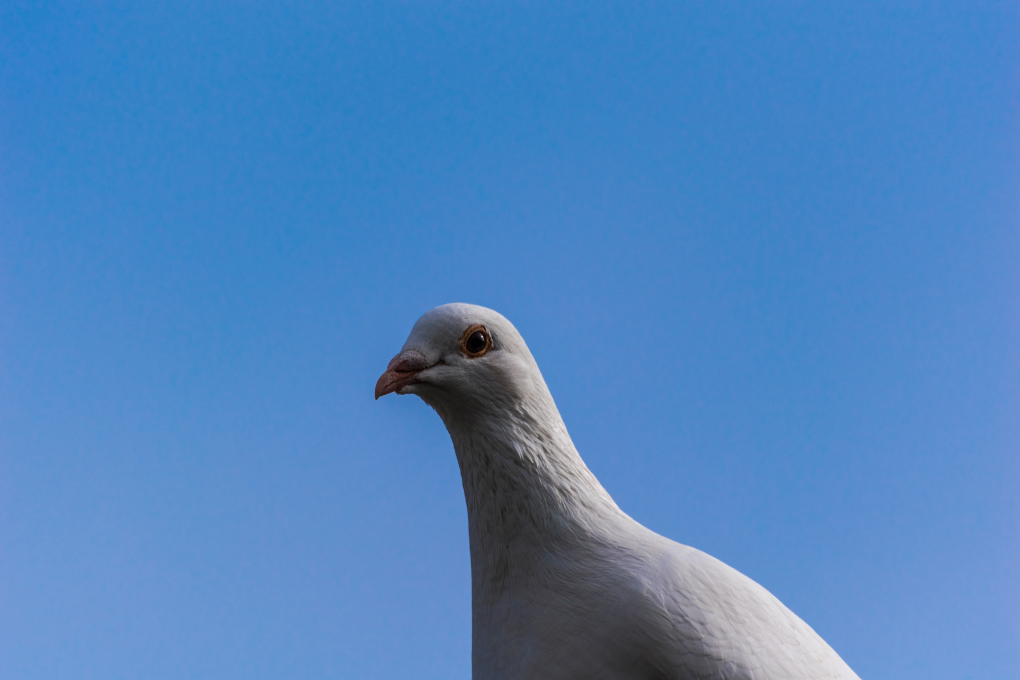 Sigma 70-300mm F4-5.6 APO DG Macro sample photo. Dove photography