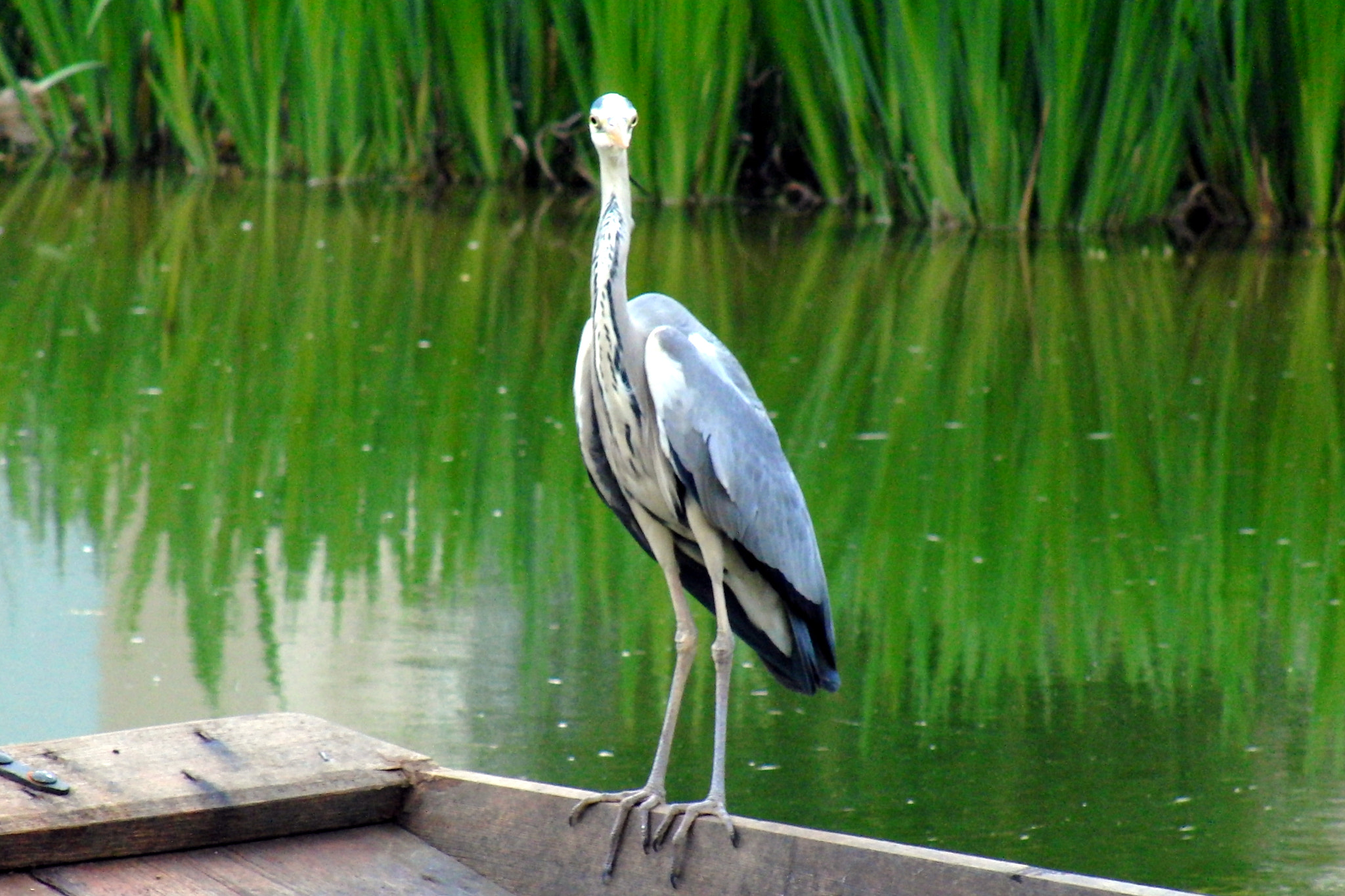 CASIO EX-F1 sample photo. Héron sur une barque... photography