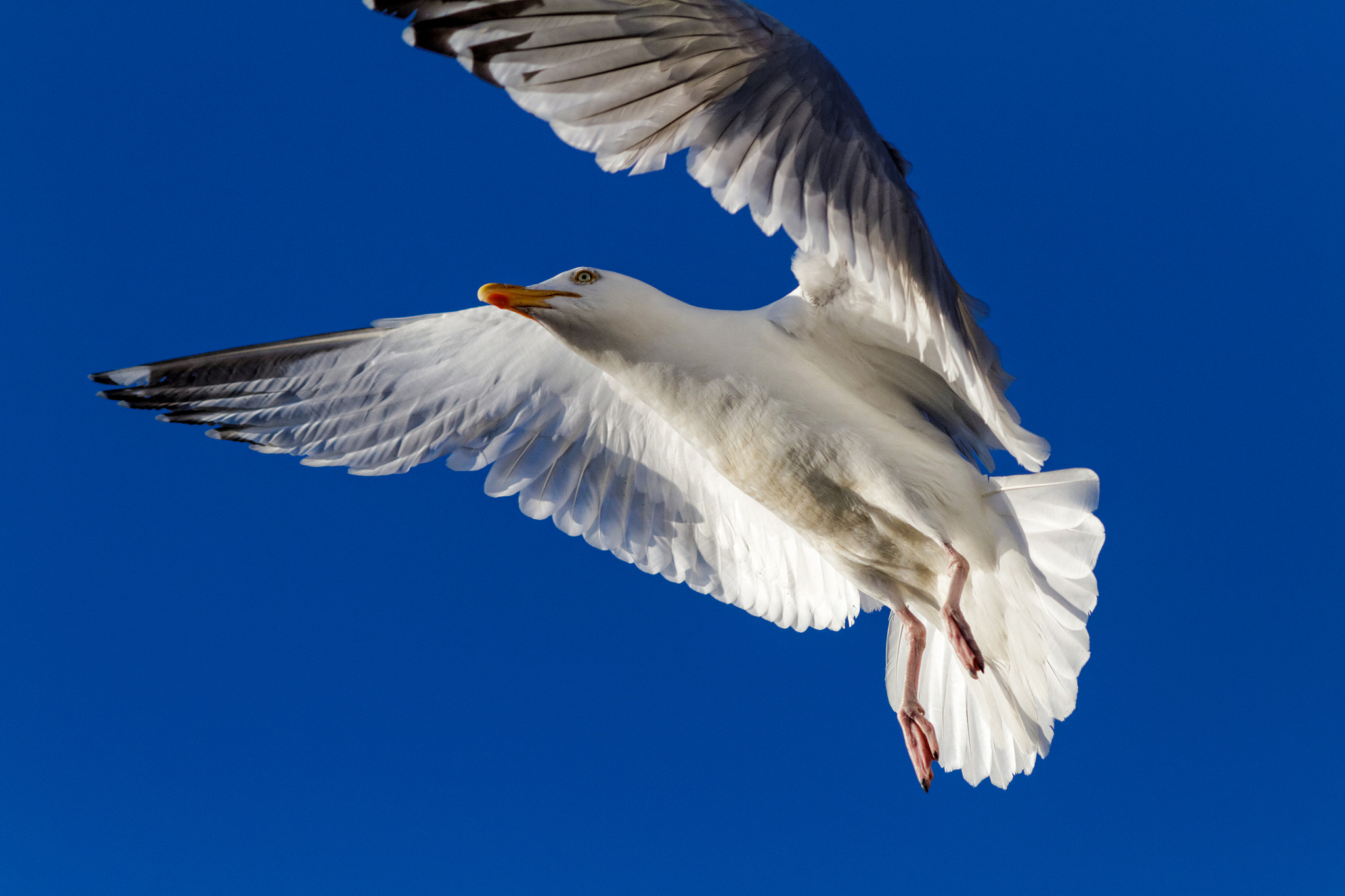 Canon EOS 7D + Canon EF 200mm F2.8L II USM sample photo. Möwe im flug photography