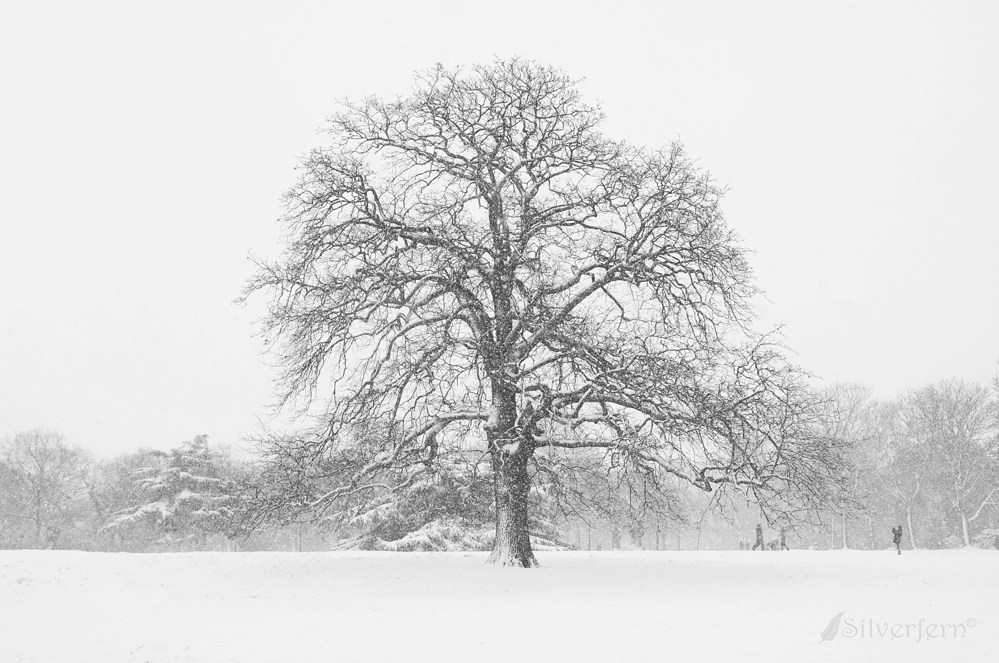 Nikon D2X sample photo. Greenwich park in winter photography