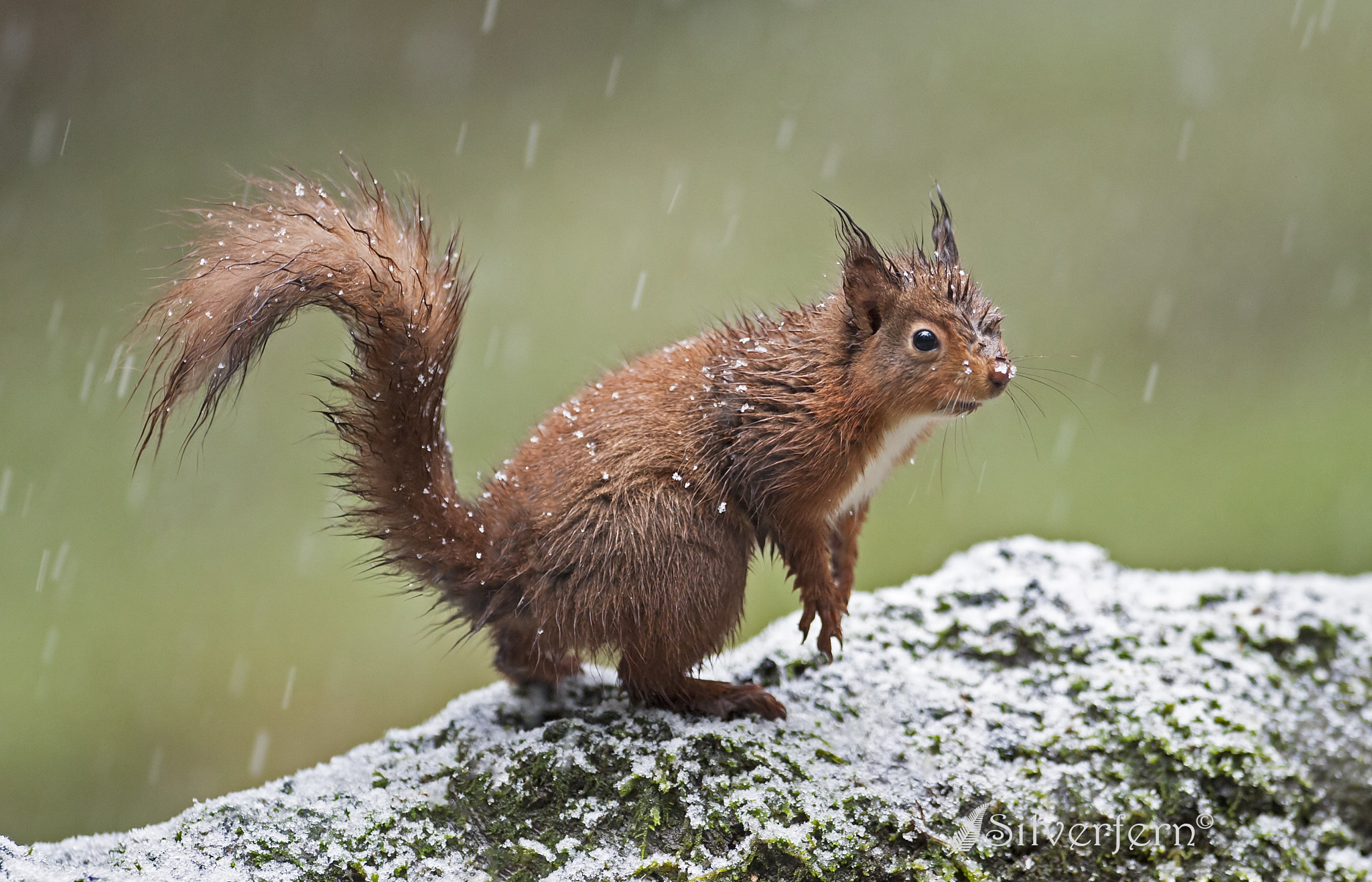 Nikon AF-S Nikkor 300mm F2.8G ED-IF VR sample photo. Wet red squirrel photography