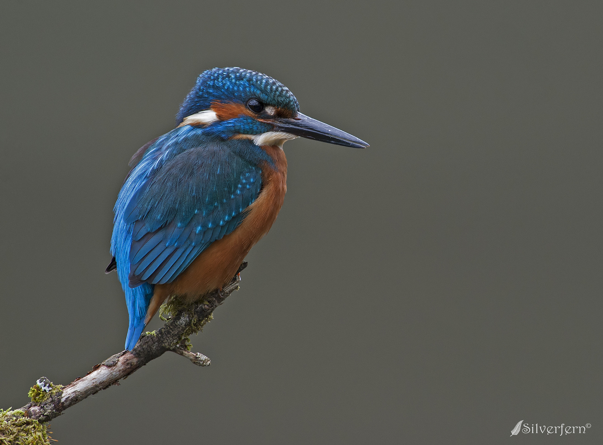 Nikon AF-S Nikkor 300mm F2.8G ED-IF VR sample photo. Kingfisher photography
