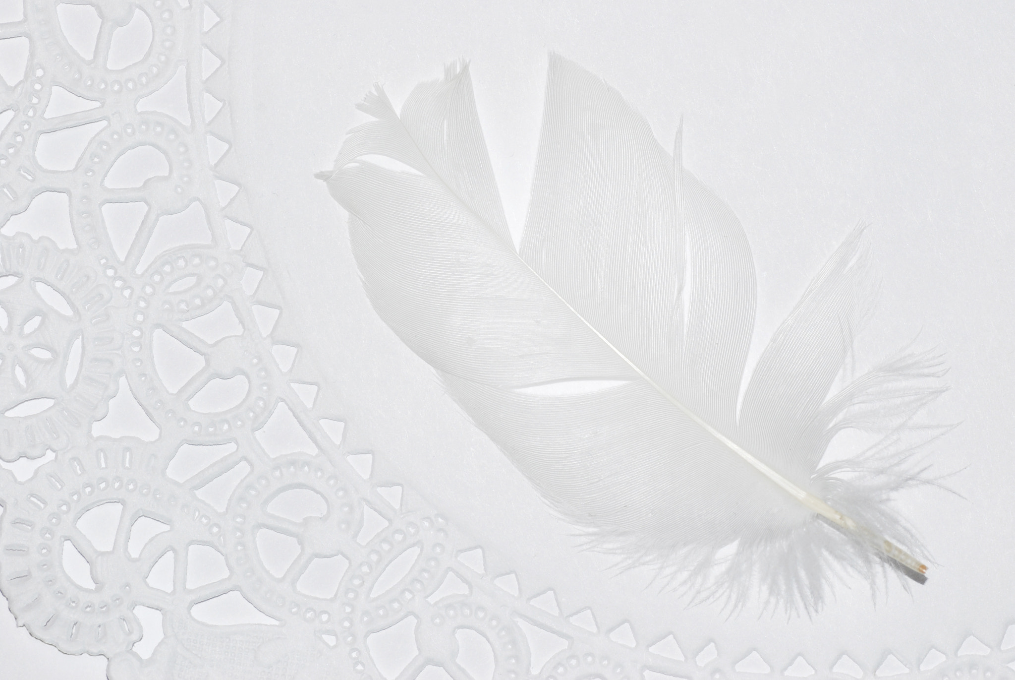 Nikon D40X sample photo. White on white photography