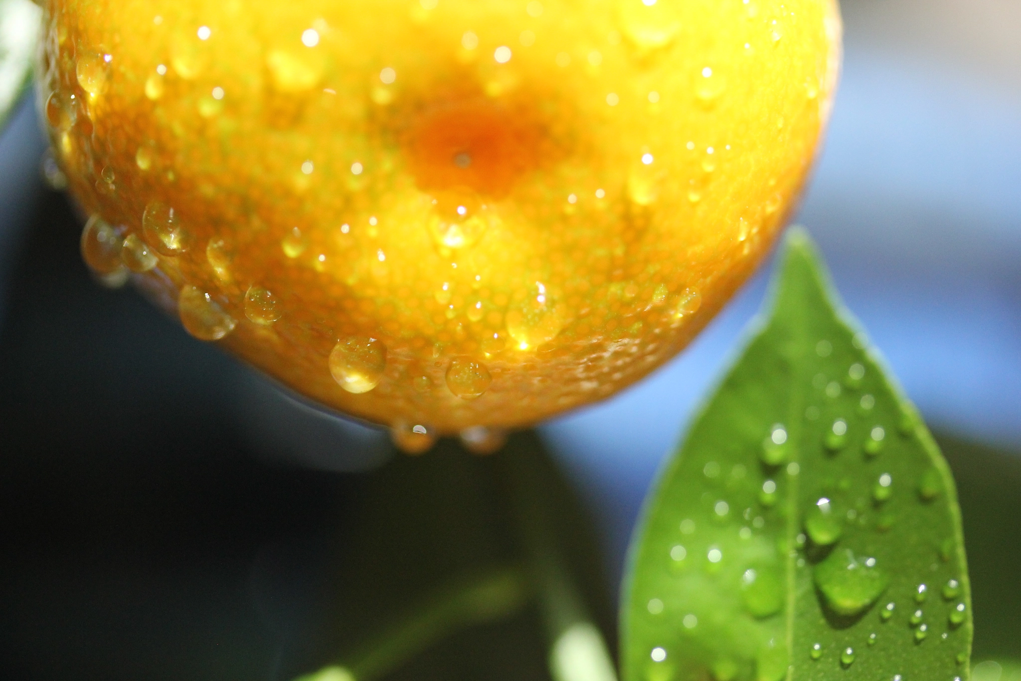 Canon EF-S 60mm F2.8 Macro USM sample photo. Colorado orange photography
