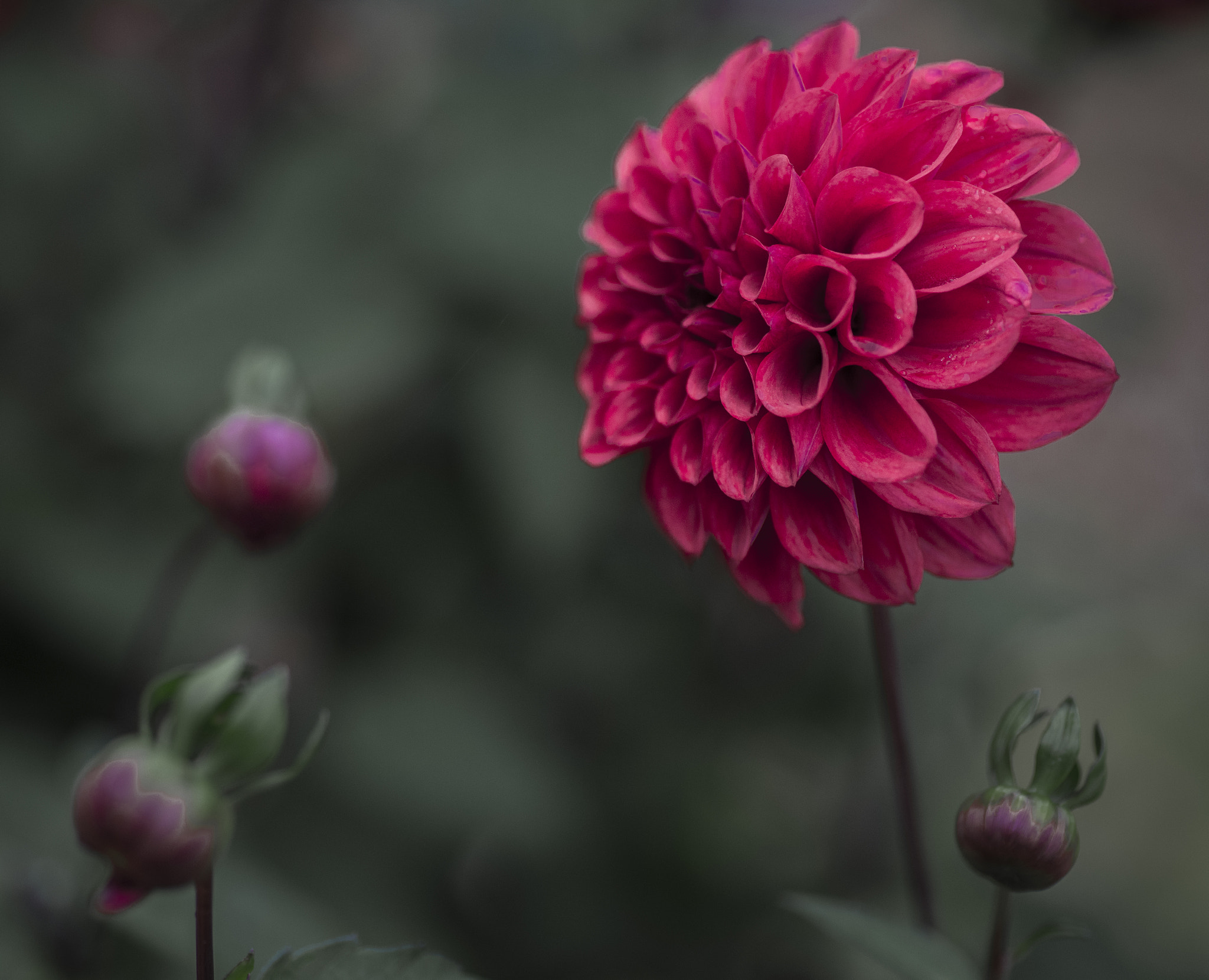 Nikon D600 sample photo. The botanic gardens - fall photography