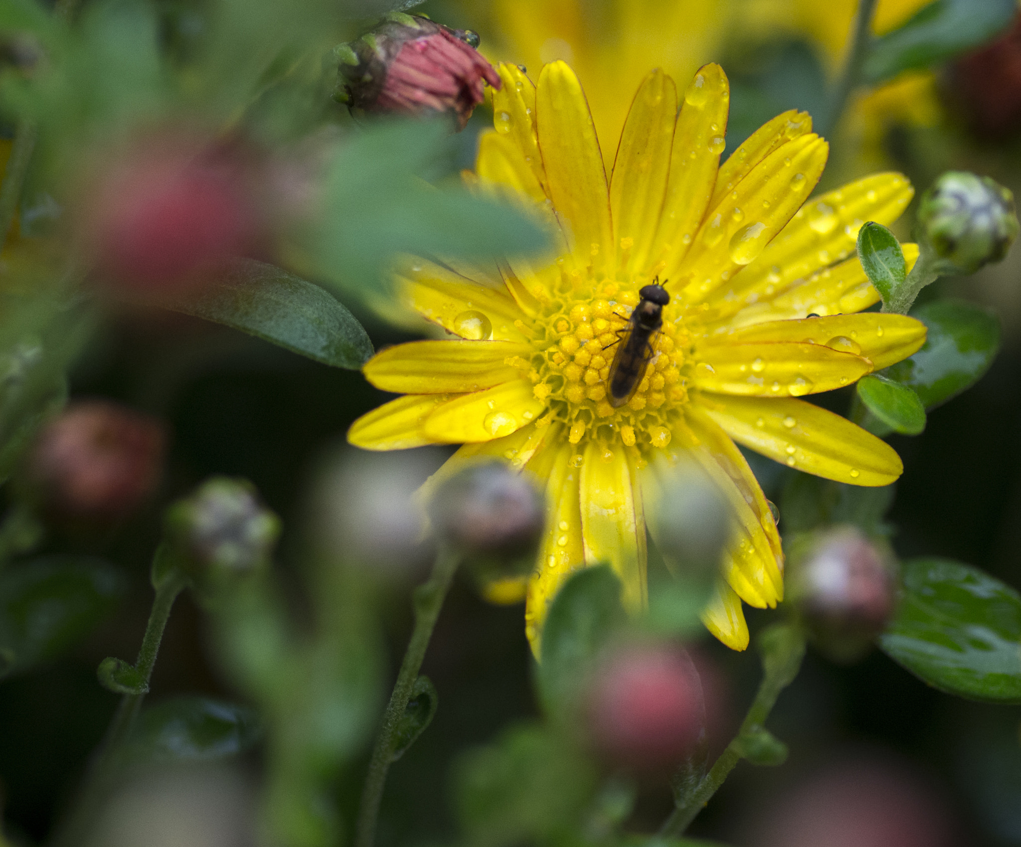 Nikon D600 sample photo. The botanic gardens - fall photography