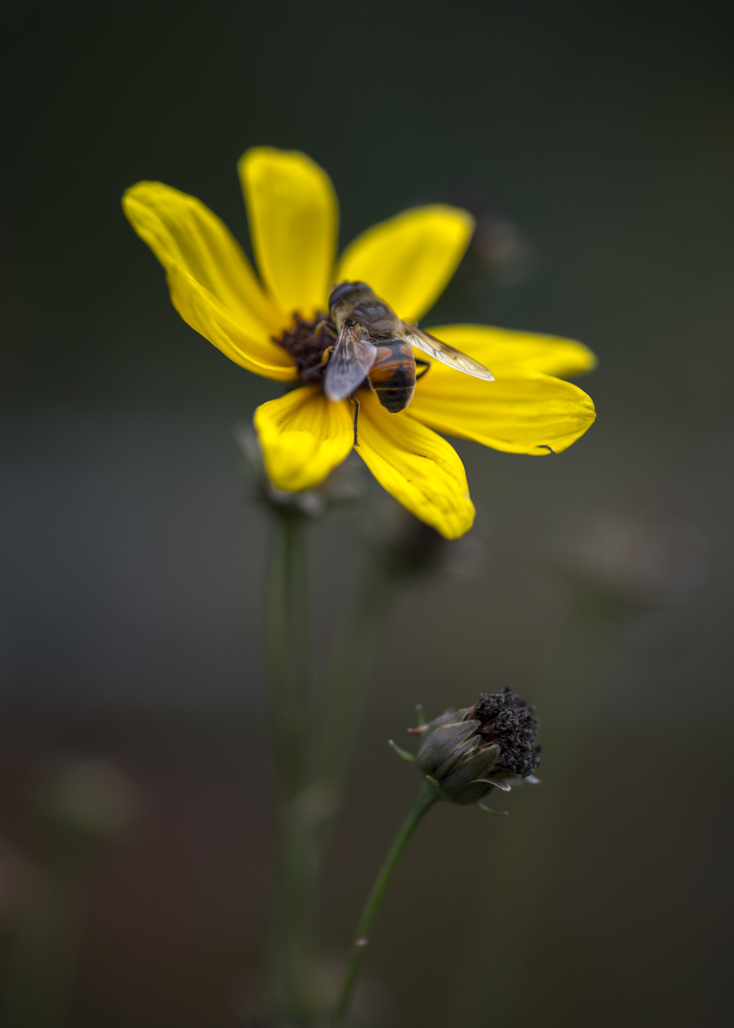 Nikon D600 sample photo. The botanic gardens - fall photography