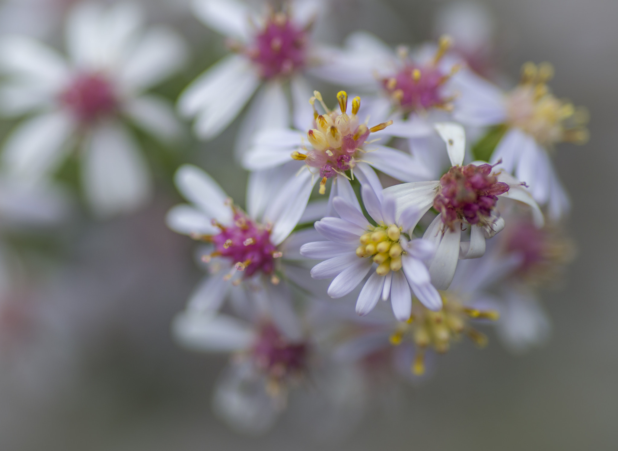 Nikon D600 sample photo. The botanic gardens - fall photography