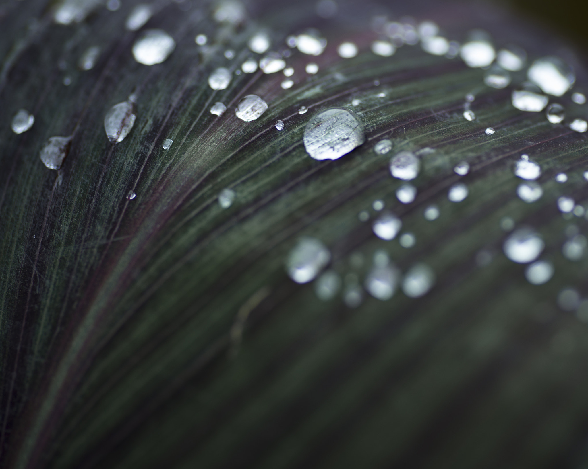 Nikon D600 sample photo. The botanic gardens - fall photography