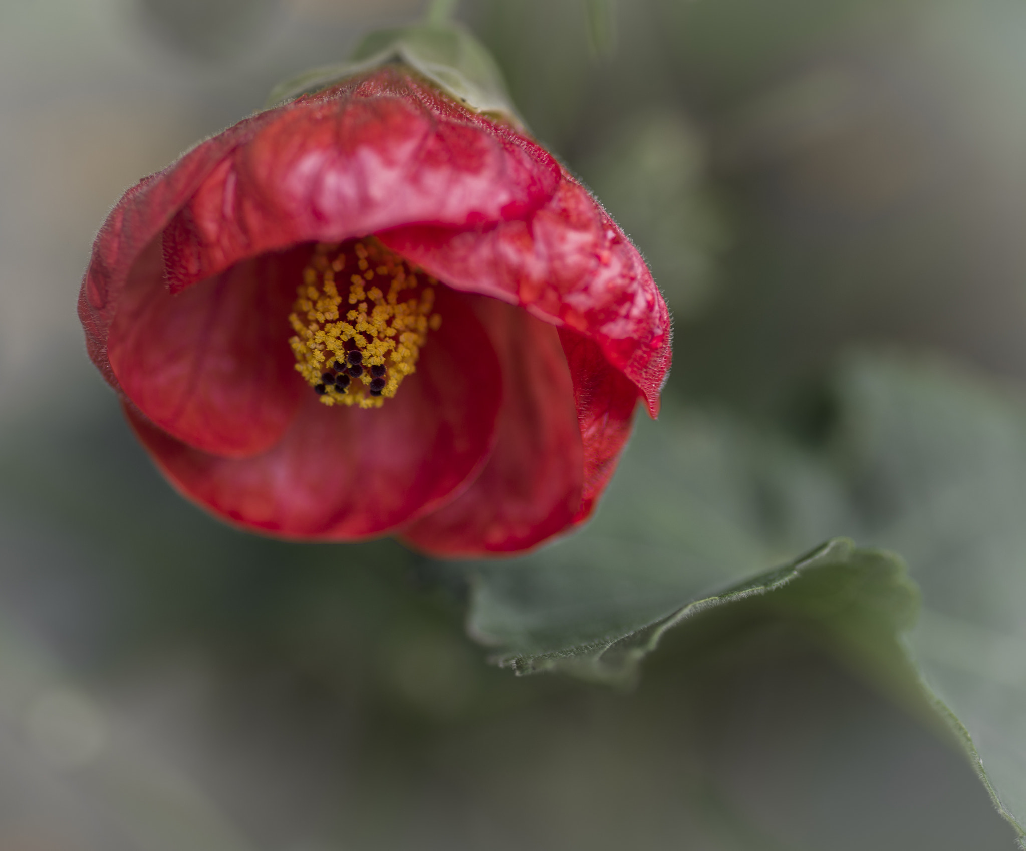 Nikon D600 sample photo. The botanic gardens - fall photography