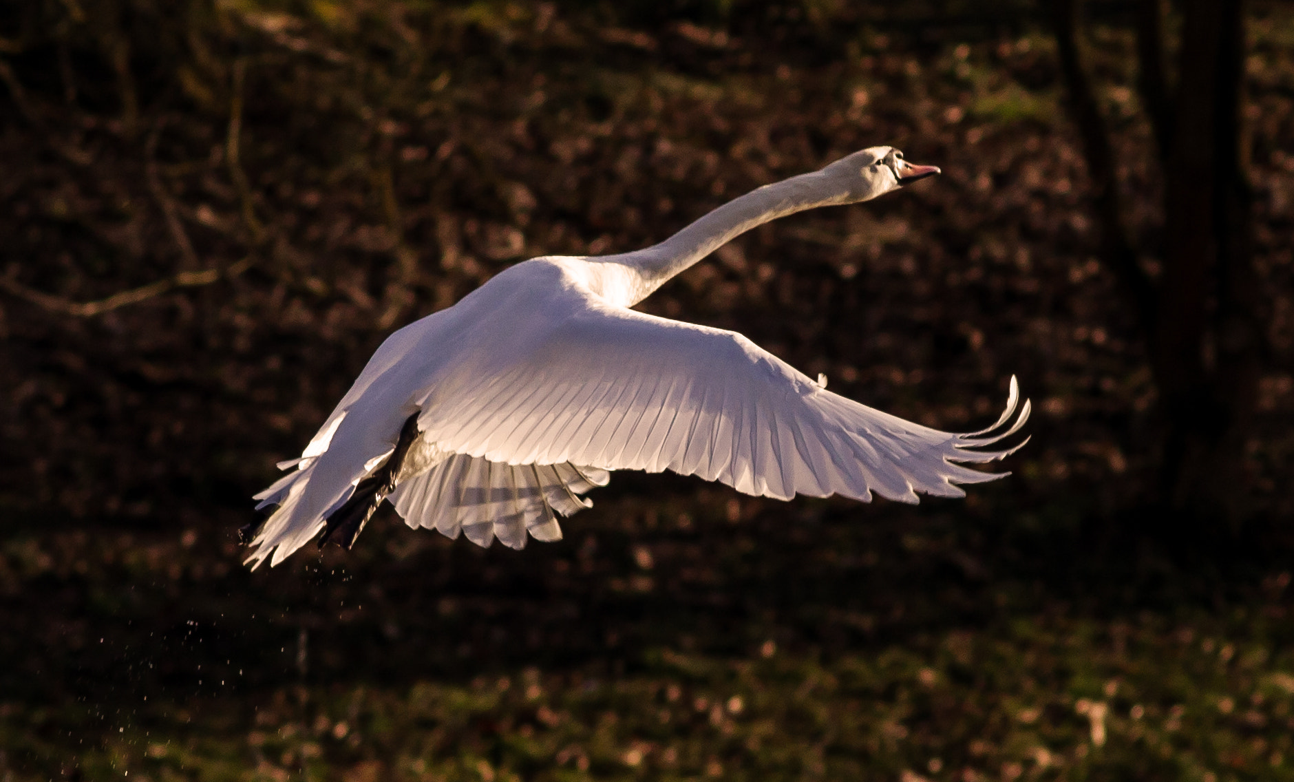Canon EOS 7D + Canon EF 200mm F2.8L II USM sample photo. Lift of photography