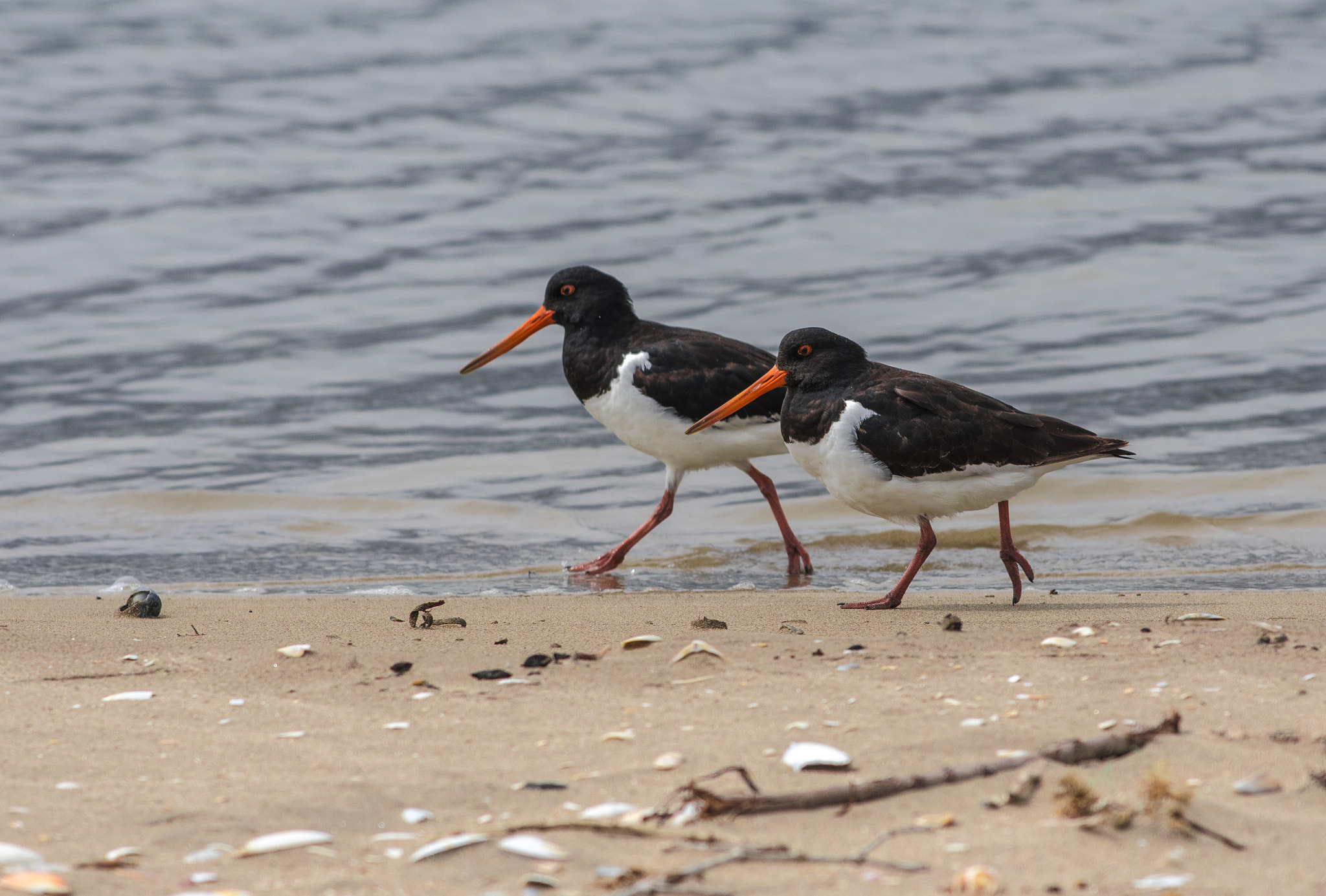 Nikon AF-S Nikkor 70-200mm F4G ED VR sample photo. Oyster catcher photography