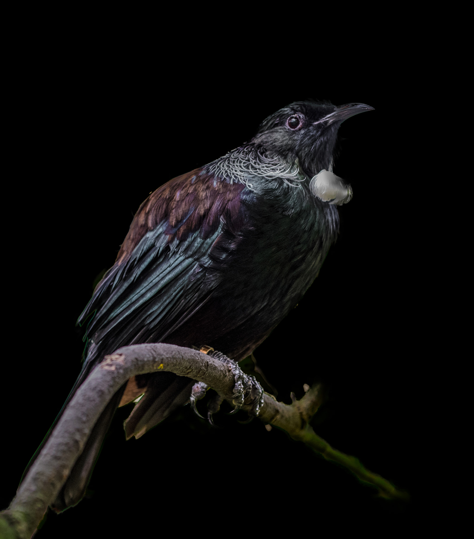 Nikon AF-S Nikkor 70-200mm F4G ED VR sample photo. Nz tui photography