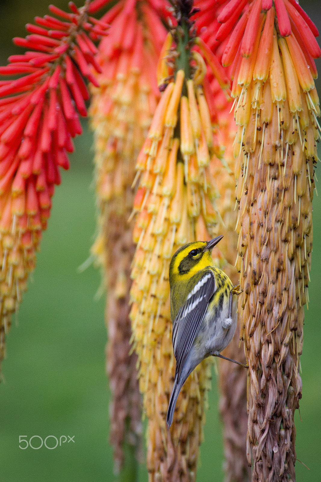 Canon EOS 7D + Tamron AF 18-250mm F3.5-6.3 Di II LD Aspherical (IF) Macro sample photo. Townsend's warbler photography