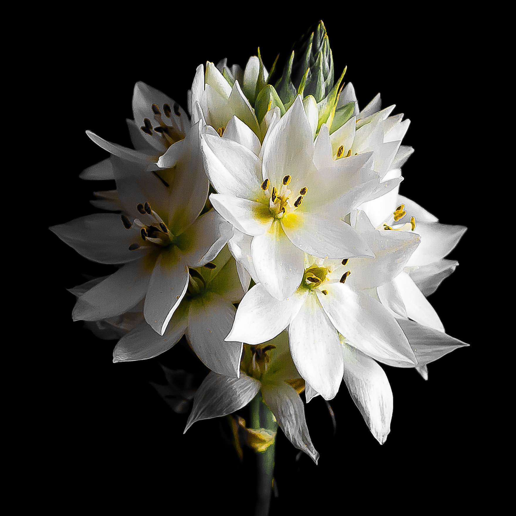 Canon EF 50mm F2.5 Macro sample photo. Star bethlehem flower photography