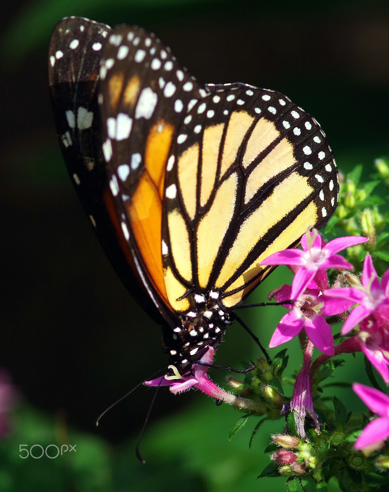 Pentax K-S1 + Sigma sample photo. Mariposa 14 photography