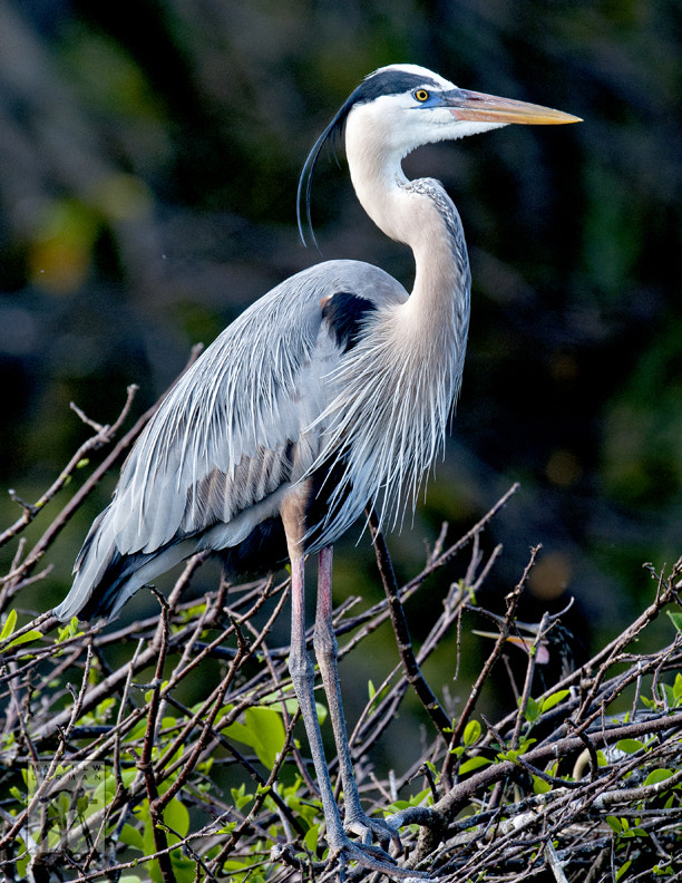 Nikon D300 + Nikon AF-S Nikkor 600mm F4G ED VR sample photo. Great blue heron photography