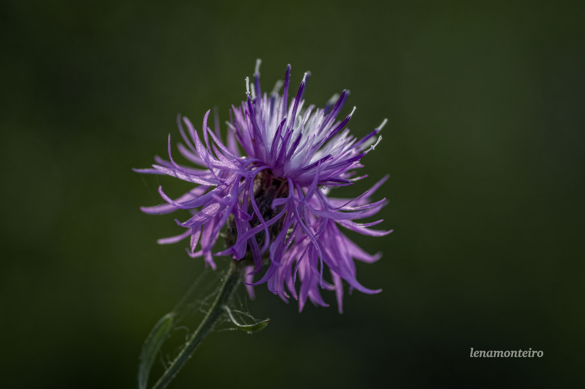 Tamron SP AF 90mm F2.8 Di Macro sample photo. Purple... photography