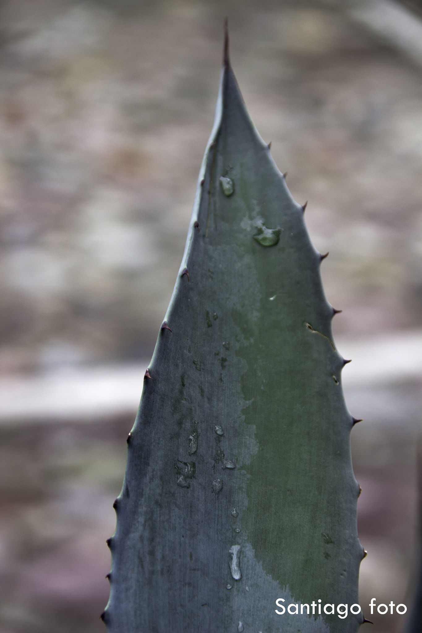 Sigma 18-200mm f/3.5-6.3 DC OS sample photo. Gota photography