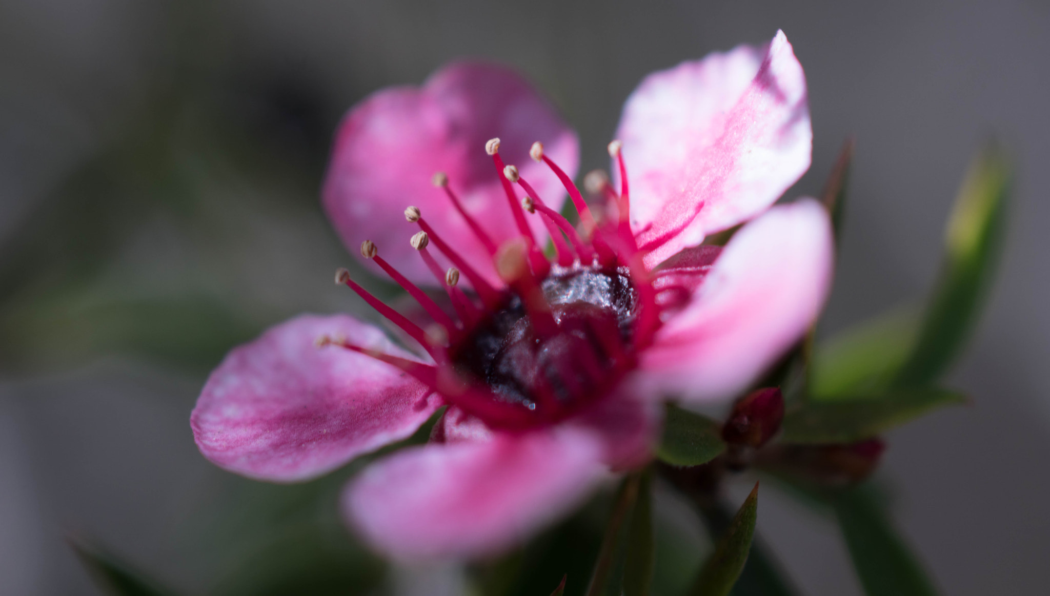 Sony ILCA-77M2 + Sony 50mm F2.8 Macro sample photo. In the secret elf garden photography
