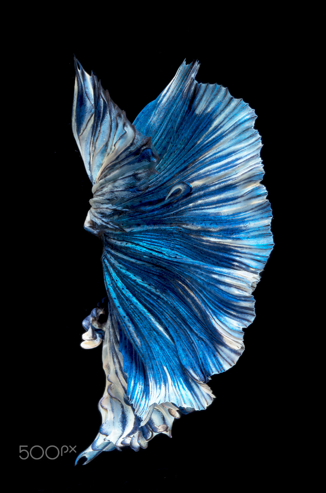 Pentax smc D-FA 100mm F2.8 Macro WR sample photo. Winter blue photography