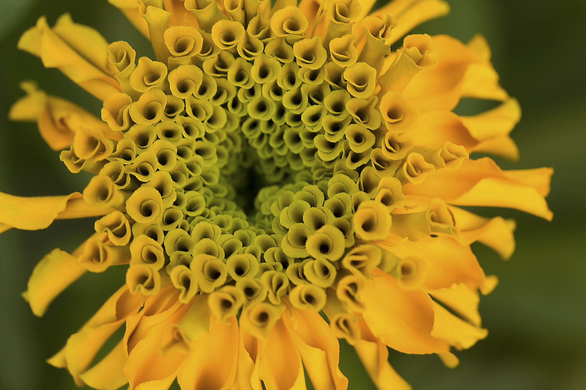 Canon EF 100mm F2.8L Macro IS USM sample photo. Dense petals of a marigold (tagetes) that's just starting to grow. photography
