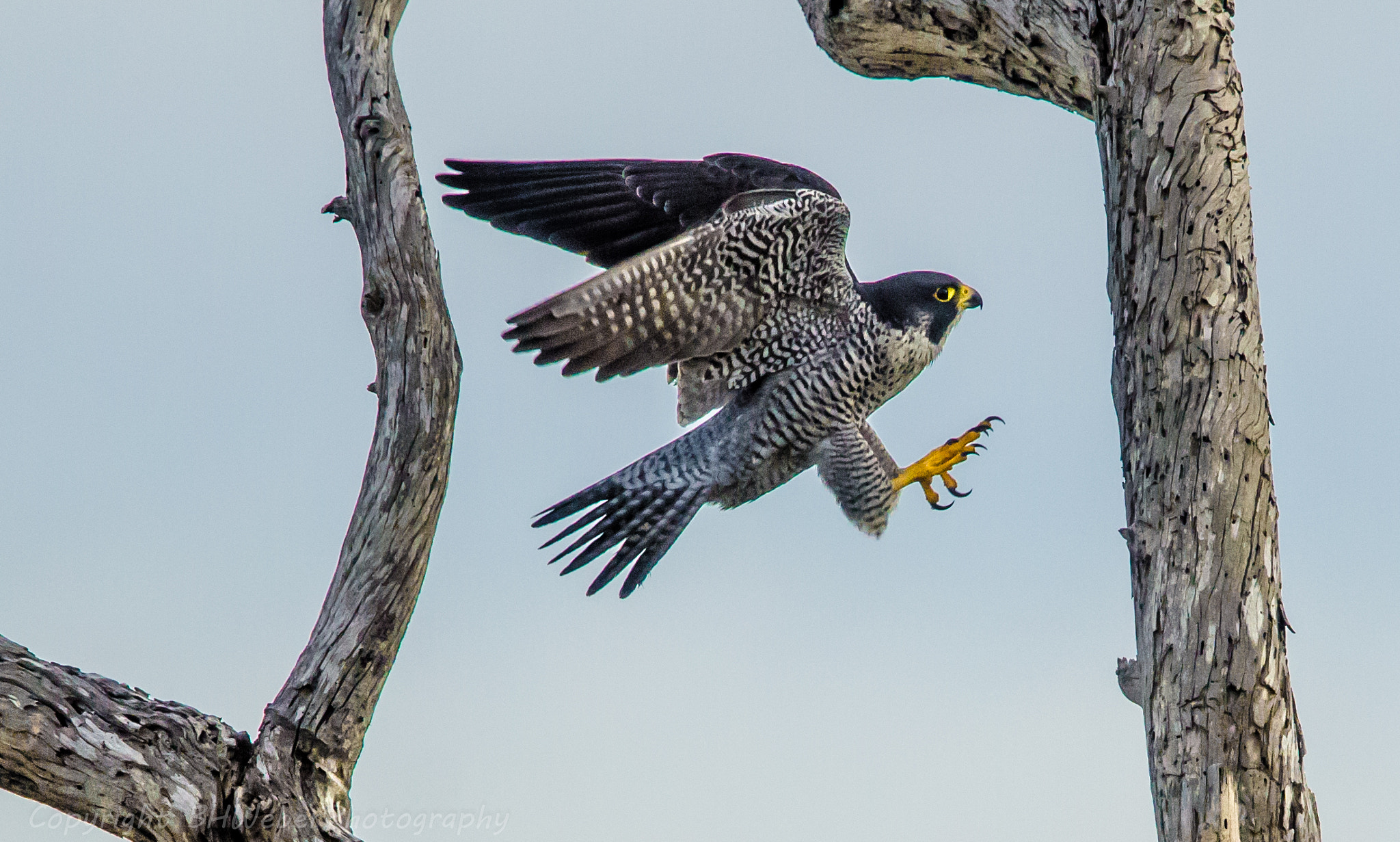 Nikon Nikkor AF-S 300mm F4E PF ED VR sample photo. Peregrine flight photography