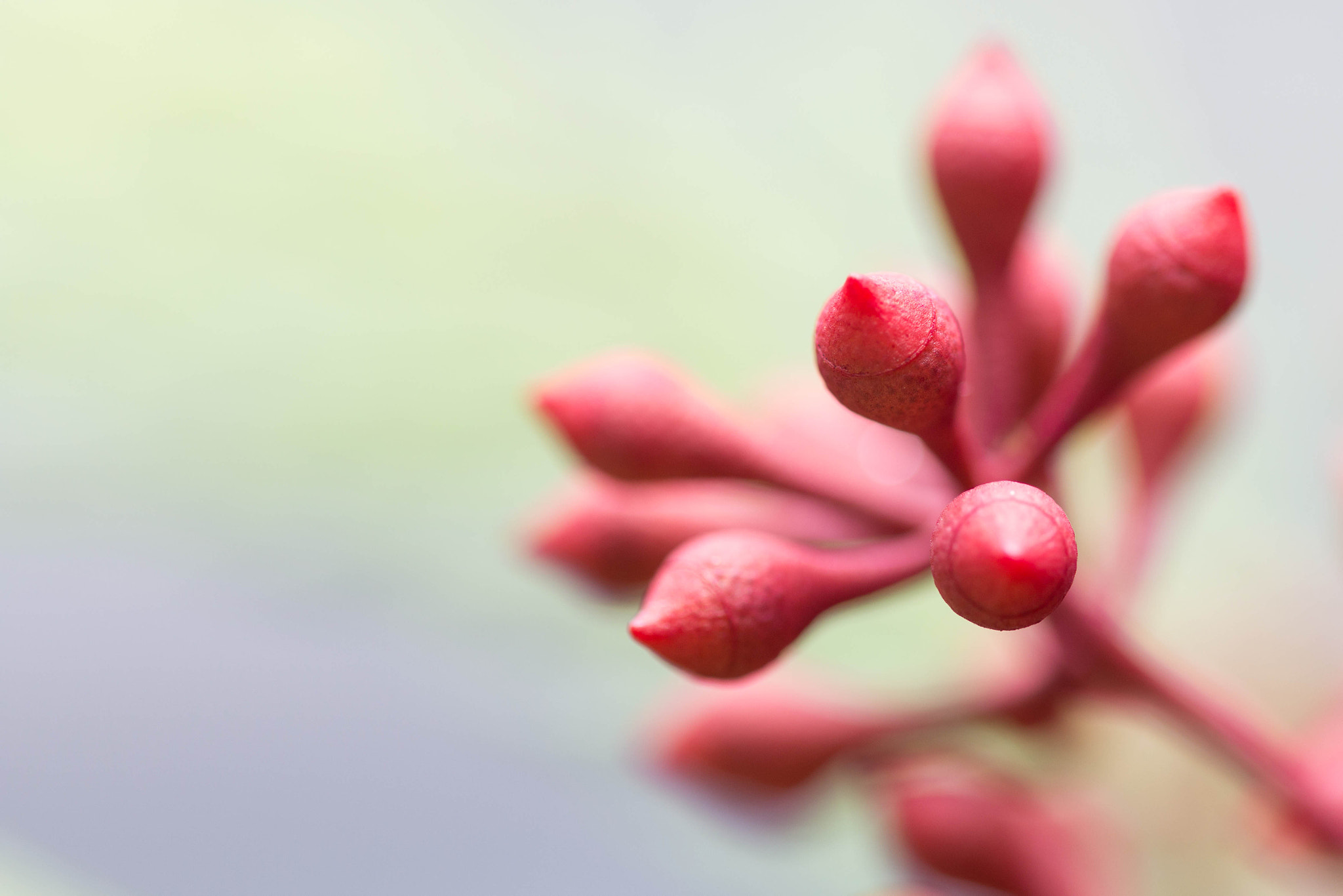 Sigma 105mm F2.8 EX DG OS HSM sample photo. Soft buds photography