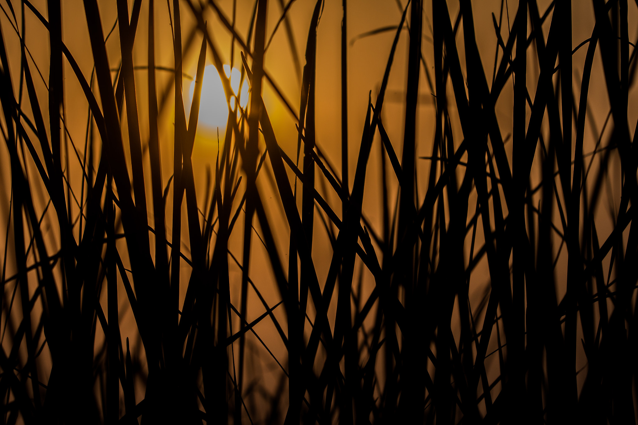 Canon EOS 650D (EOS Rebel T4i / EOS Kiss X6i) sample photo. Sunset through farms photography