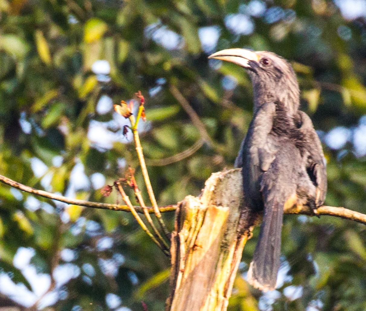 Canon EF 100-400mm F4.5-5.6L IS II USM sample photo. Indian grey hornbill photography