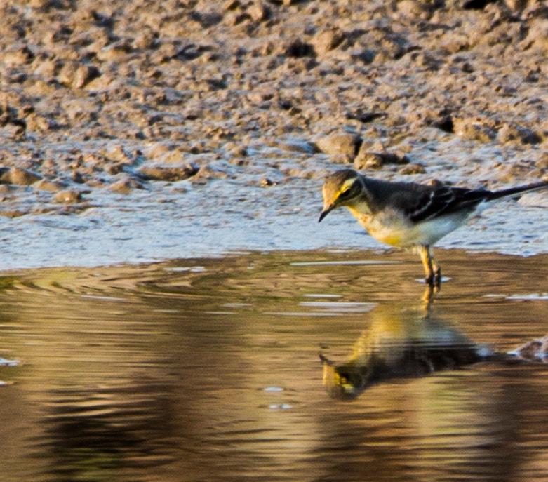 Tamron SP 150-600mm F5-6.3 Di VC USD sample photo. Yellow wagtail photography