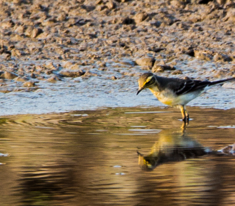 Canon EOS 650D (EOS Rebel T4i / EOS Kiss X6i) sample photo. Yellow wagtail photography