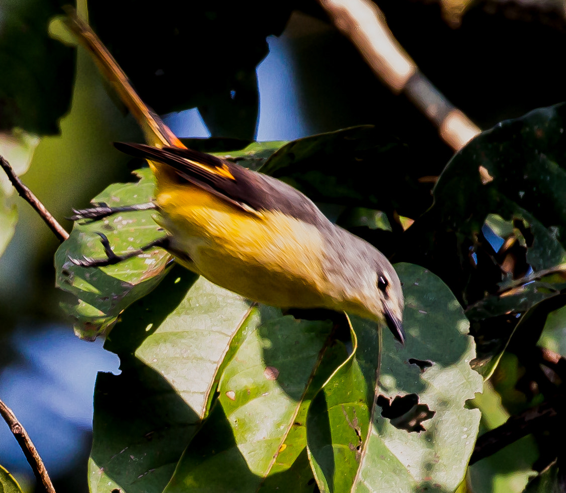 Canon EF 100-400mm F4.5-5.6L IS II USM sample photo. Scarlet minivet female photography