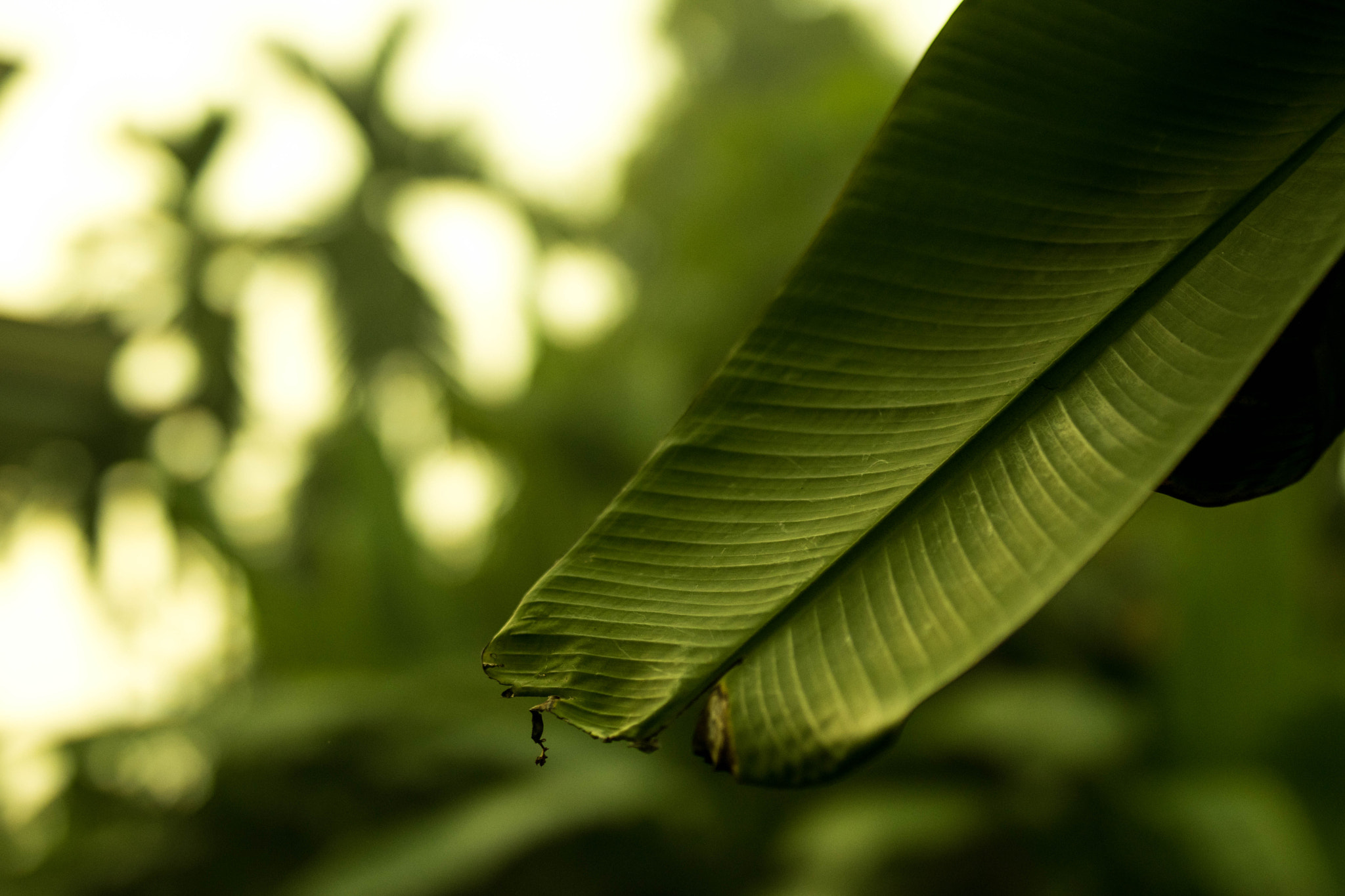 Nikon D5300 + Sigma 50mm F1.4 DG HSM Art sample photo. Banana leaf photography