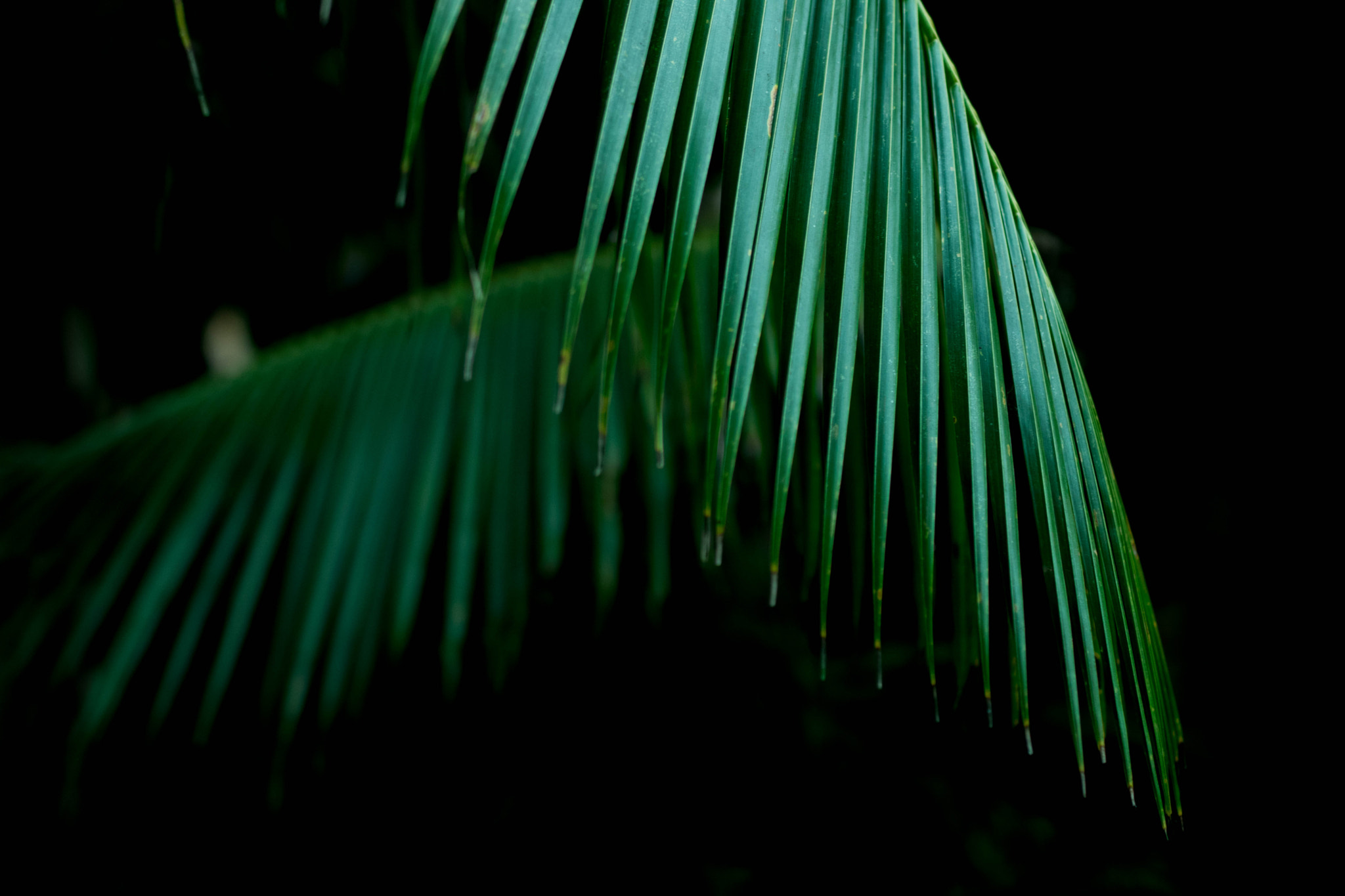 Nikon D5300 + Sigma 50mm F1.4 DG HSM Art sample photo. Coconut leaf photography