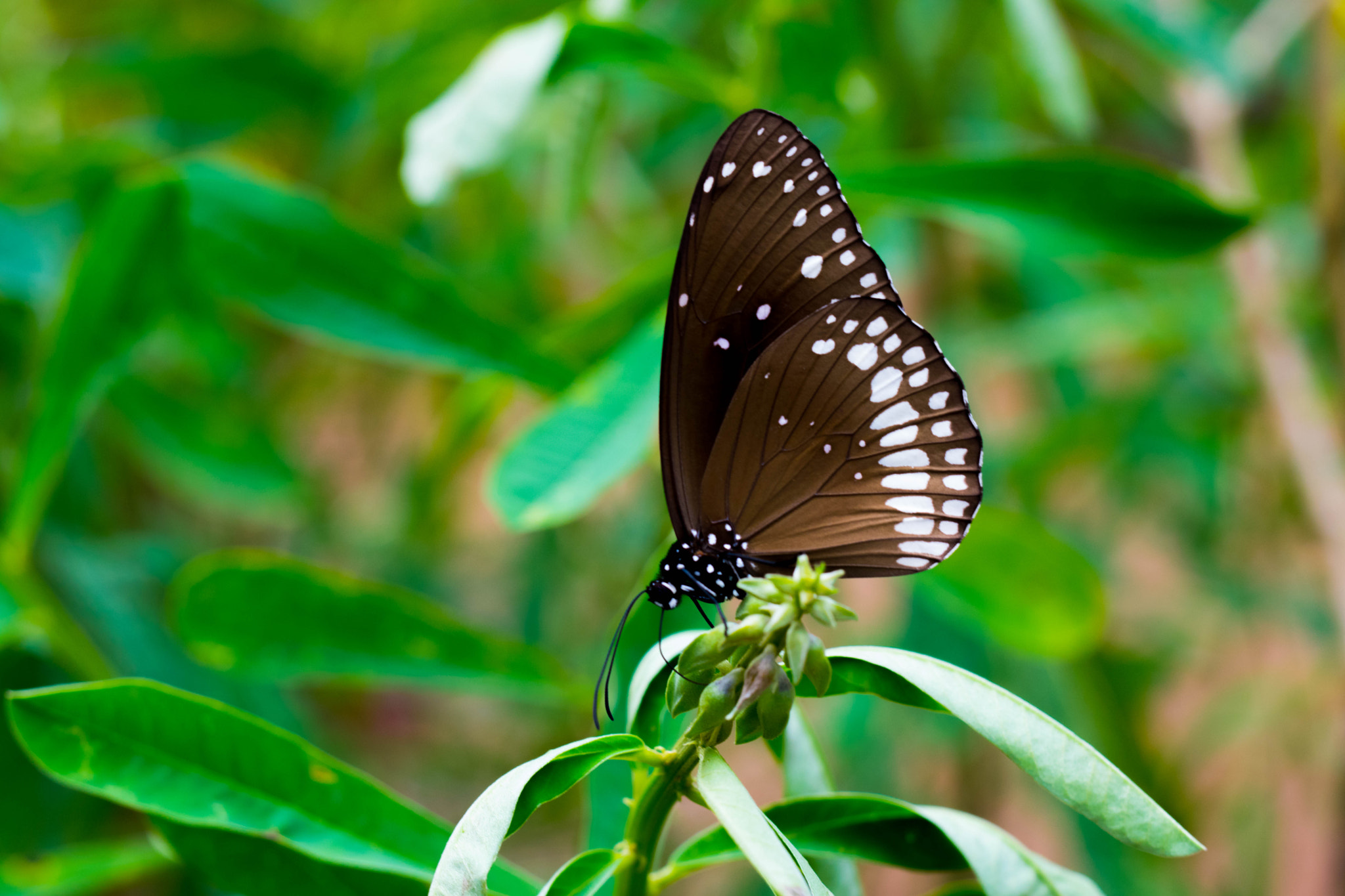 Nikon D5300 + Sigma 50mm F1.4 DG HSM Art sample photo. Butterfly photography