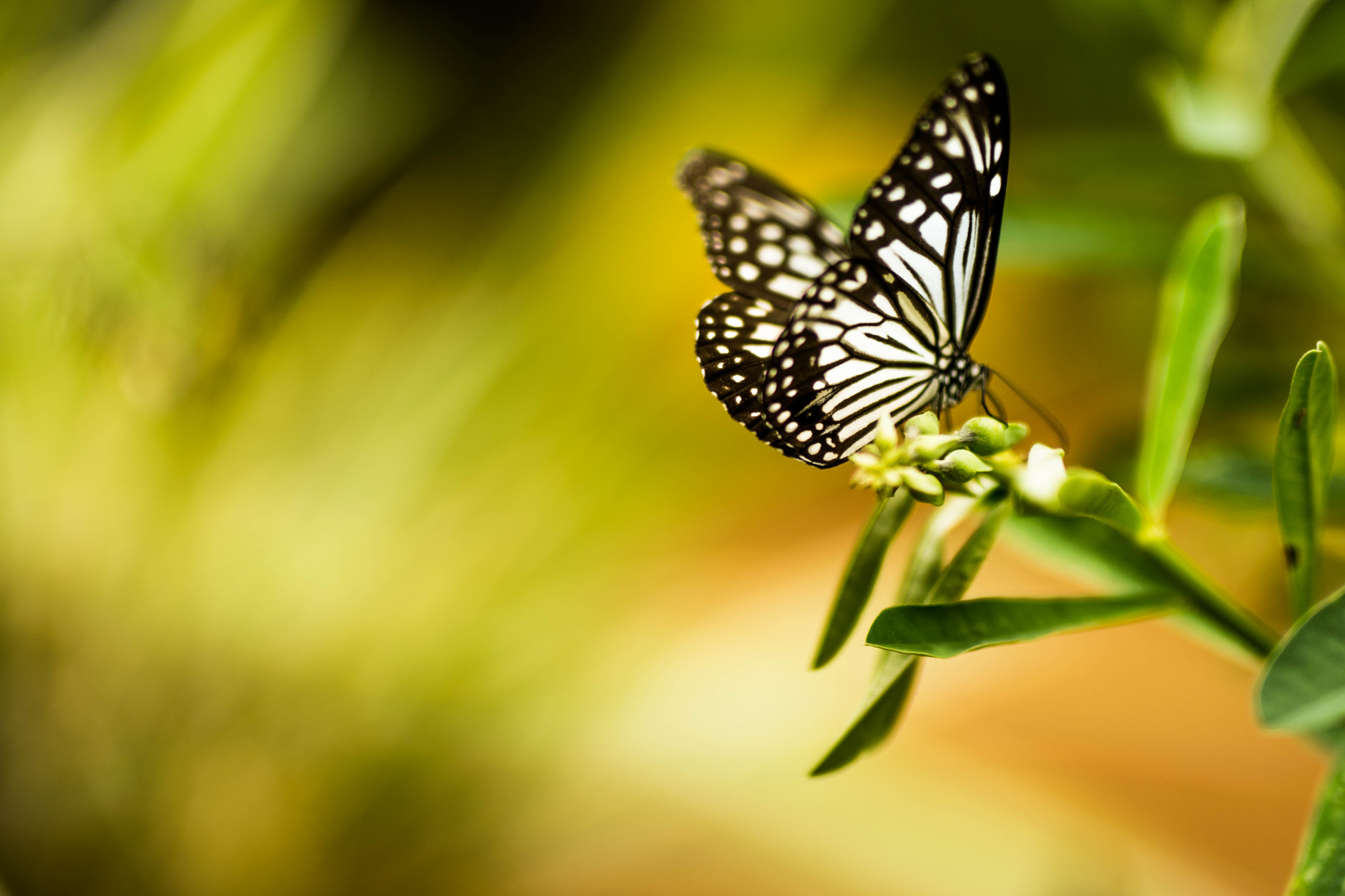 Nikon D5300 + Sigma 50mm F1.4 DG HSM Art sample photo. Butterfly photography