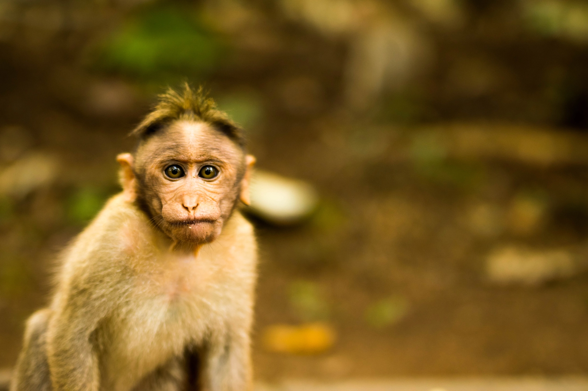 Nikon D5300 + Sigma 50mm F1.4 DG HSM Art sample photo. Monkey photography