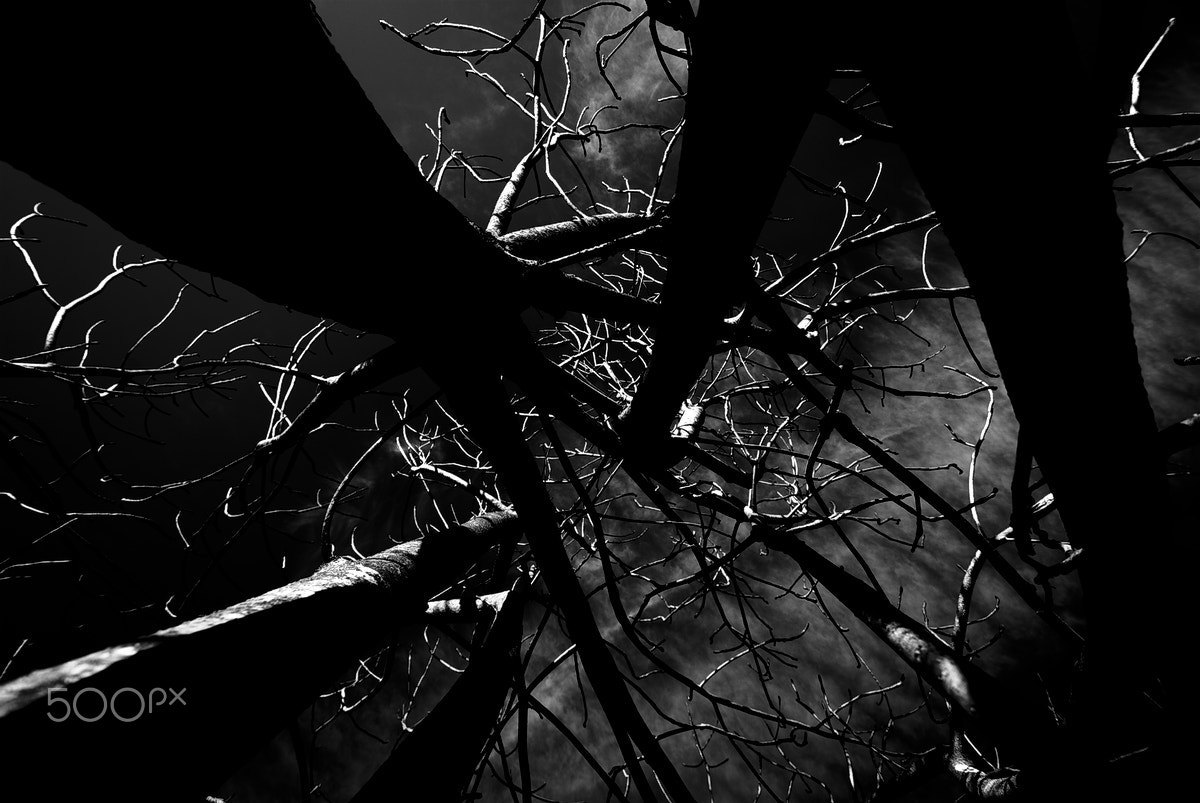 Nikon D40X sample photo. Tree photography