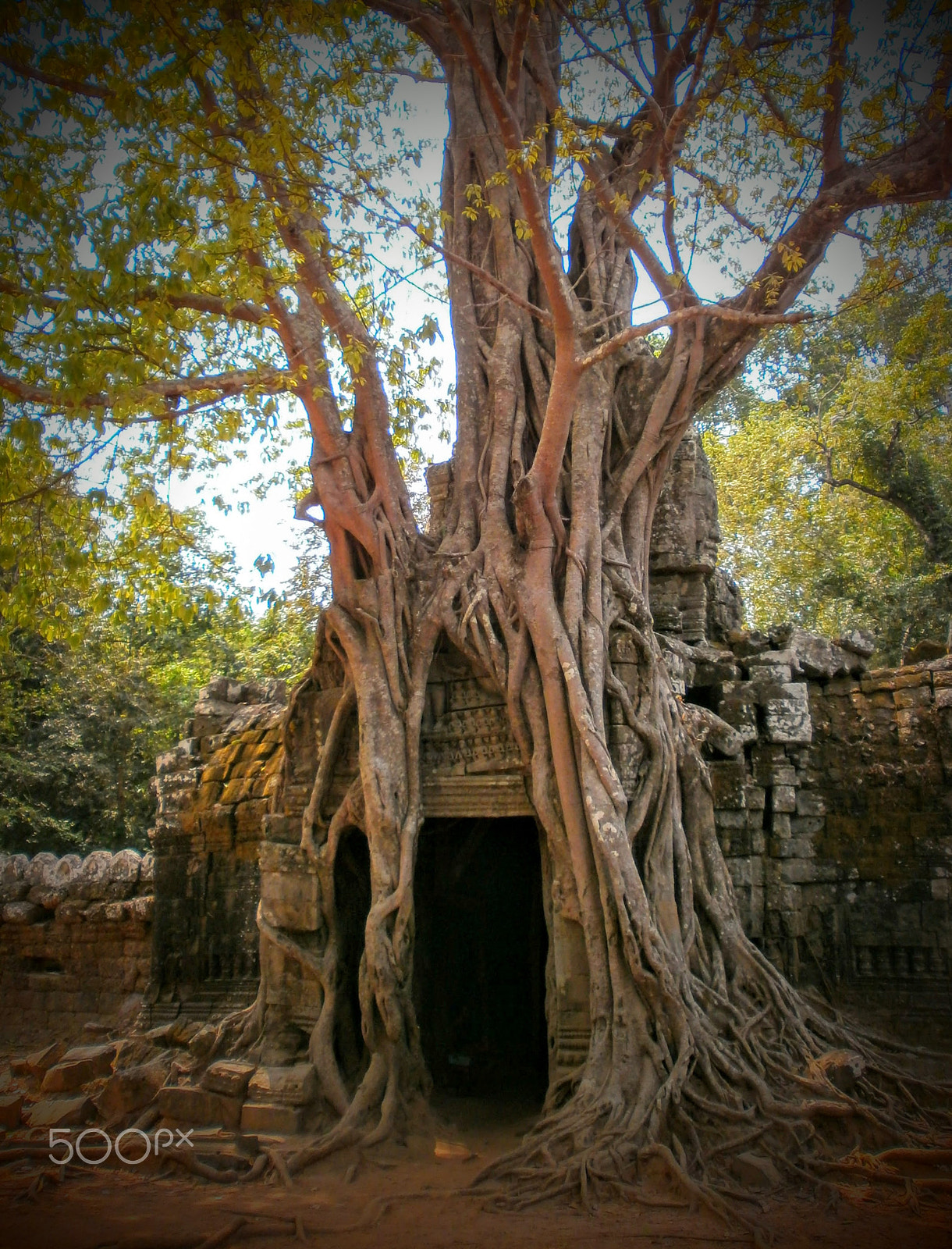 Olympus VG150,D735 sample photo. Angkor overgrowth photography