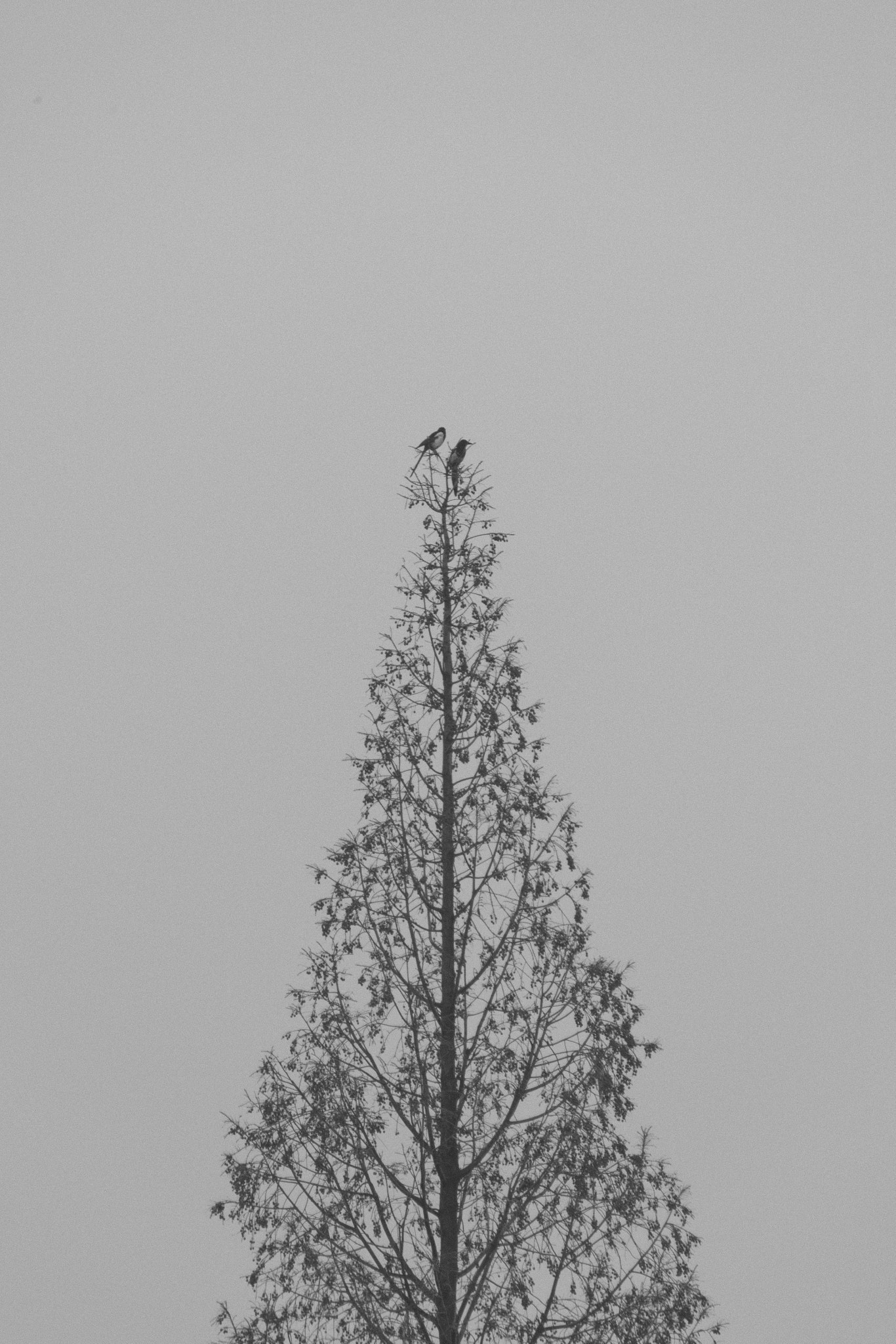 Sigma 18-250mm F3.5-6.3 DC OS HSM sample photo. Tip photography