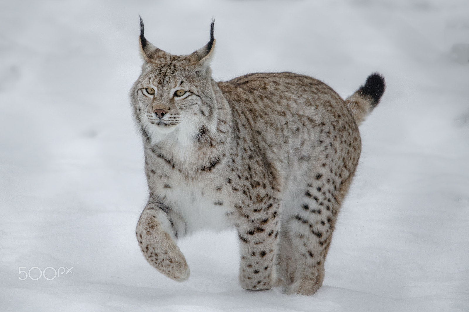 Sigma 120-400mm F4.5-5.6 DG OS HSM sample photo. Lynx walk in the snow photography
